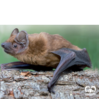 گونه خفاش جنگلی معمولی  Noctule